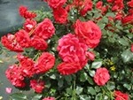 ７年５月２２日 (15).JPG