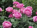 ７年５月２２日 (16).JPG