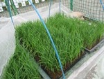 ７年５月２６日 (16).JPG