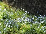 ７年５月２８日 (9).JPG